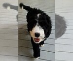 Small Photo #3 Bernedoodle Puppy For Sale in CAMDEN, SC, USA