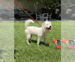 Small #1 Mutt