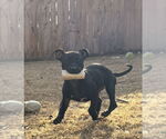 Small #1 Labrador Retriever-Staffordshire Bull Terrier Mix