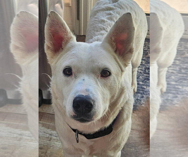 Medium Photo #15 Mutt Puppy For Sale in Lakewood, CO, USA