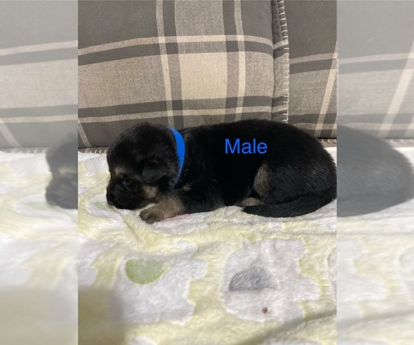 Medium Photo #8 German Shepherd Dog Puppy For Sale in ALACHUA, FL, USA