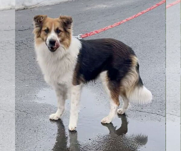 Medium Photo #8 Mutt Puppy For Sale in Canton, CT, USA