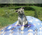 Small #2 German Shepherd Dog