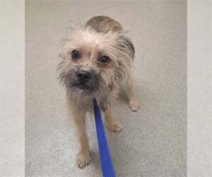 Chip - Male Mutt Dog for Adoption - Photo #5