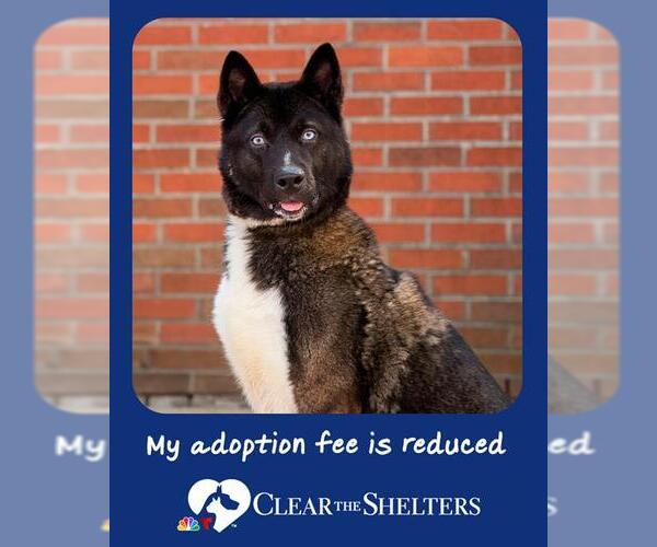 Medium Photo #1 Akita Puppy For Sale in Boston, MA, USA
