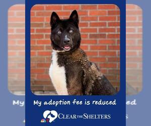 Akita Dogs for adoption in Boston, MA, USA