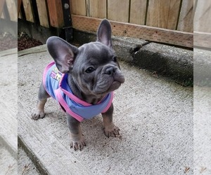 American French Bull Terrier Puppy for sale in CENTREVILLE, VA, USA