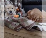 Small Photo #3 Labrador Retriever Puppy For Sale in NORWALK, WI, USA