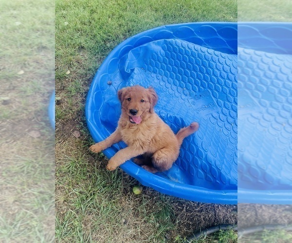 Medium Photo #4 Golden Retriever Puppy For Sale in BEDFORD, TX, USA