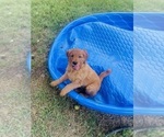 Small #3 Golden Retriever
