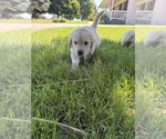 Small #1 English Cream Golden Retriever