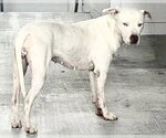 Small American Pit Bull Terrier