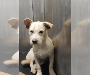 Mutt Dogs for adoption in San Antonio, TX, USA