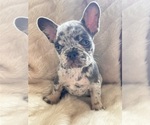 Puppy Ruby French Bulldog
