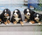 Small #5 Bernese Mountain Dog