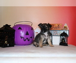 Small #9 Chihuahua