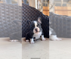 French Bulldog Puppy for sale in SACRAMENTO, CA, USA