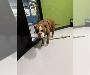 Bulldog Dogs for adoption in Temple, TX, USA
