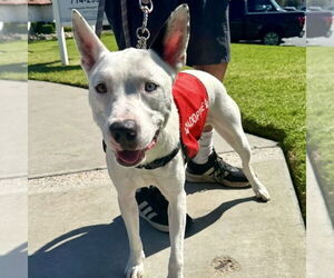 Snow - Male American Staffordshire Terrier-Siberian Husky Mix Dog for Adoption - Photo #5