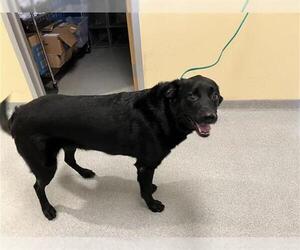 Mutt Dogs for adoption in Orange, CA, USA