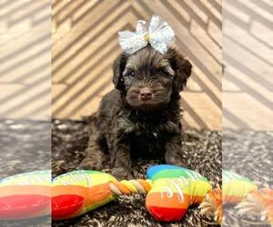 Poodle (Toy) Puppy for Sale in PALO ALTO, California USA