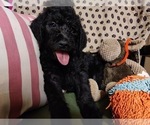 Small Photo #49 Australian Labradoodle Puppy For Sale in W FIELD, NC, USA