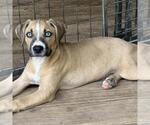 Small #1 Huskies -Labrador Retriever Mix