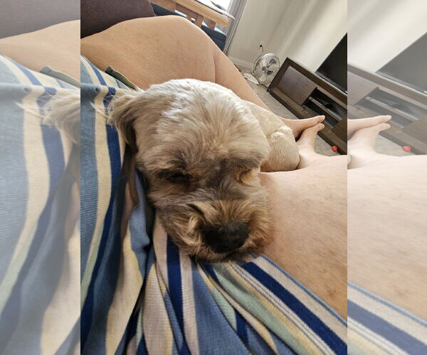 Medium Photo #4 Lhasa Apso-Unknown Mix Puppy For Sale in Chandler, AZ, USA