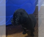 Puppy Puppy 2 American Staffordshire Terrier
