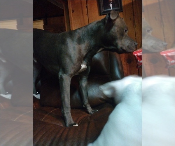 Medium Photo #1 American Pit Bull Terrier Puppy For Sale in FARNER, TN, USA