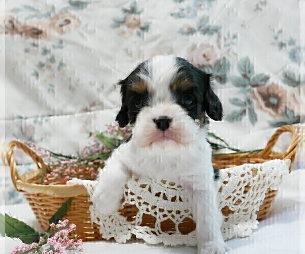Medium Photo #10 Cavalier King Charles Spaniel Puppy For Sale in MARCELLUS, MI, USA