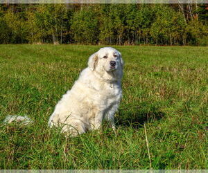 Great Pyrenees Dogs for adoption in Croydon, NH, USA