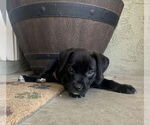 Small Labrador Retriever Mix