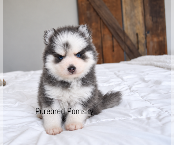 Medium Photo #5 Pomsky Puppy For Sale in KANSAS CITY, MO, USA