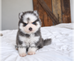 Bones Teacup - Male Pomsky Puppy for Sale - Photo #5