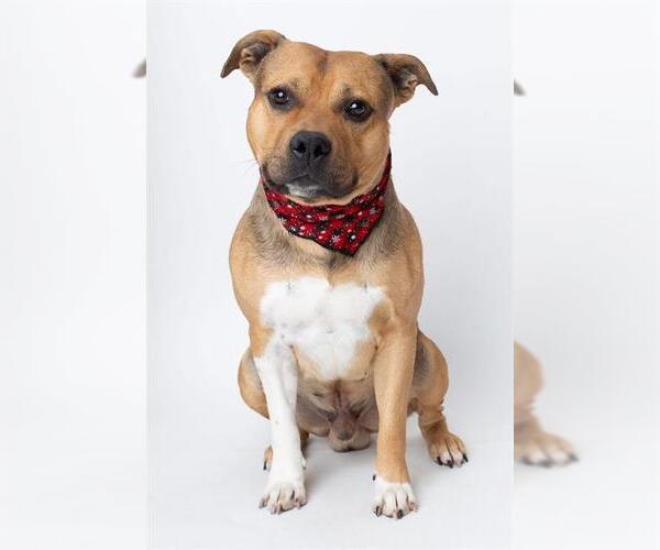 Medium Photo #1 Mutt Puppy For Sale in Louisville, KY, USA