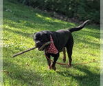 Small #2 Rottweiler