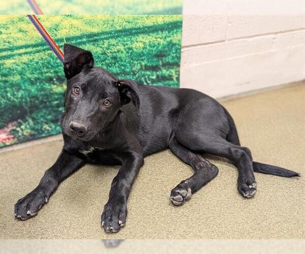 Medium Photo #1 Mutt Puppy For Sale in Moreno Valley, CA, USA