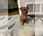 Small Photo #3 Chihuahua Puppy For Sale in CHICAGO, IL, USA