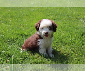Aussie-Poo Puppy for sale in SHILOH, OH, USA