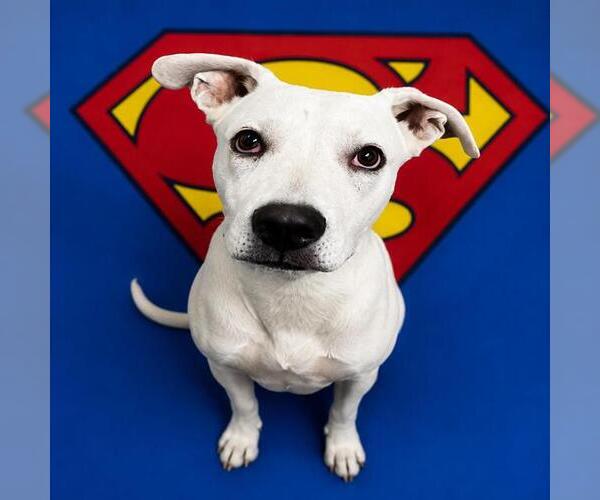 Medium Photo #2 American Staffordshire Terrier-Unknown Mix Puppy For Sale in HESPERIA, CA, USA