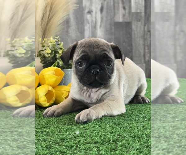 Medium Photo #1 Pug Puppy For Sale in CANOGA, NY, USA