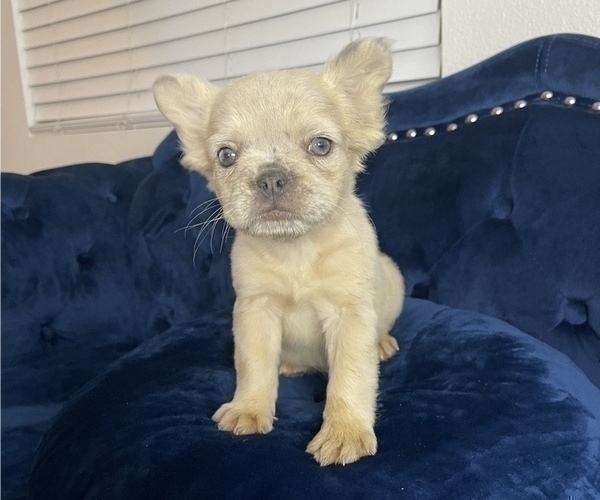 Medium Photo #11 French Bulldog Puppy For Sale in TALLAHASSEE, FL, USA