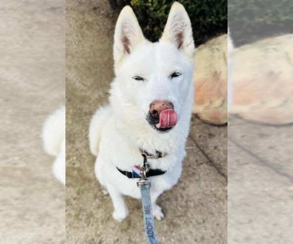 Medium Photo #1 Siberian Husky Puppy For Sale in Santa Barbara, CA, USA