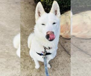 Siberian Husky Dogs for adoption in Santa Barbara, CA, USA