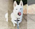Small Siberian Husky