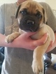 Small Photo #1 Bullmastiff Puppy For Sale in SIERRA VISTA, AZ, USA