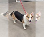 Small Cardigan Welsh Corgi