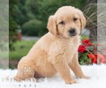 Small #6 Golden Retriever