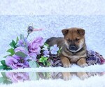 Small #1 Shiba Inu